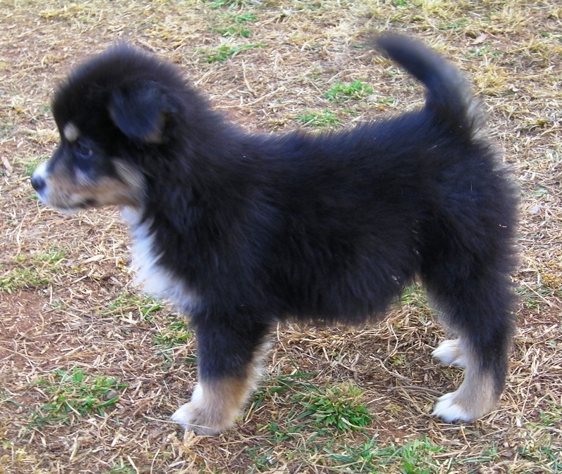 Rocky - January 2015